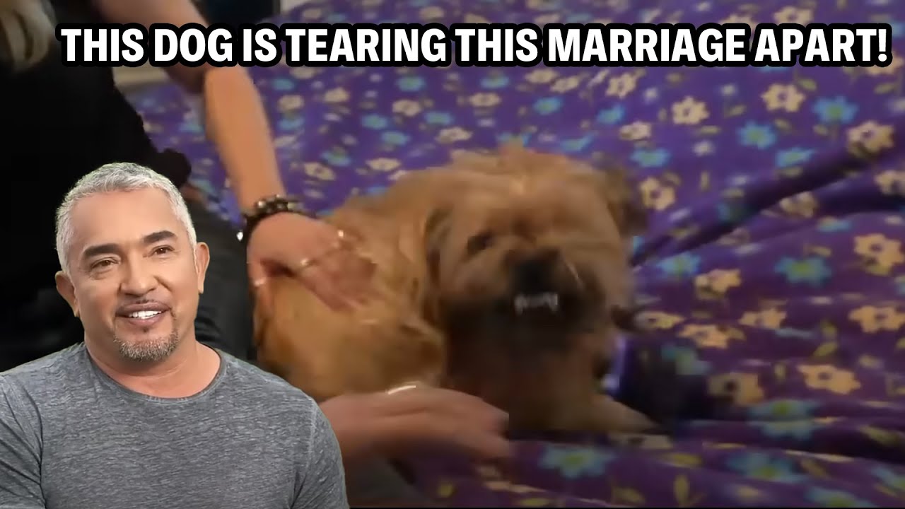 Jealous Terrier Viciously Attacks Husband to 'Protect' His True Love! | Cesar 911 Throwbacks