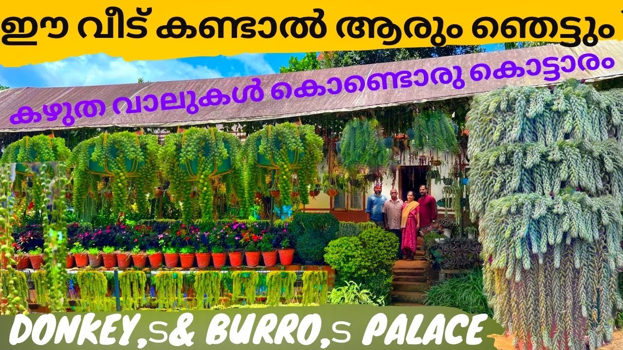 സെക്കുലന്റിന്റെ കൊട്ടാരം കാണാം അവിടുത്തെരാജാവിനെയും#Donkes#tail#&#Burros#tailPalace#succulent#Prince