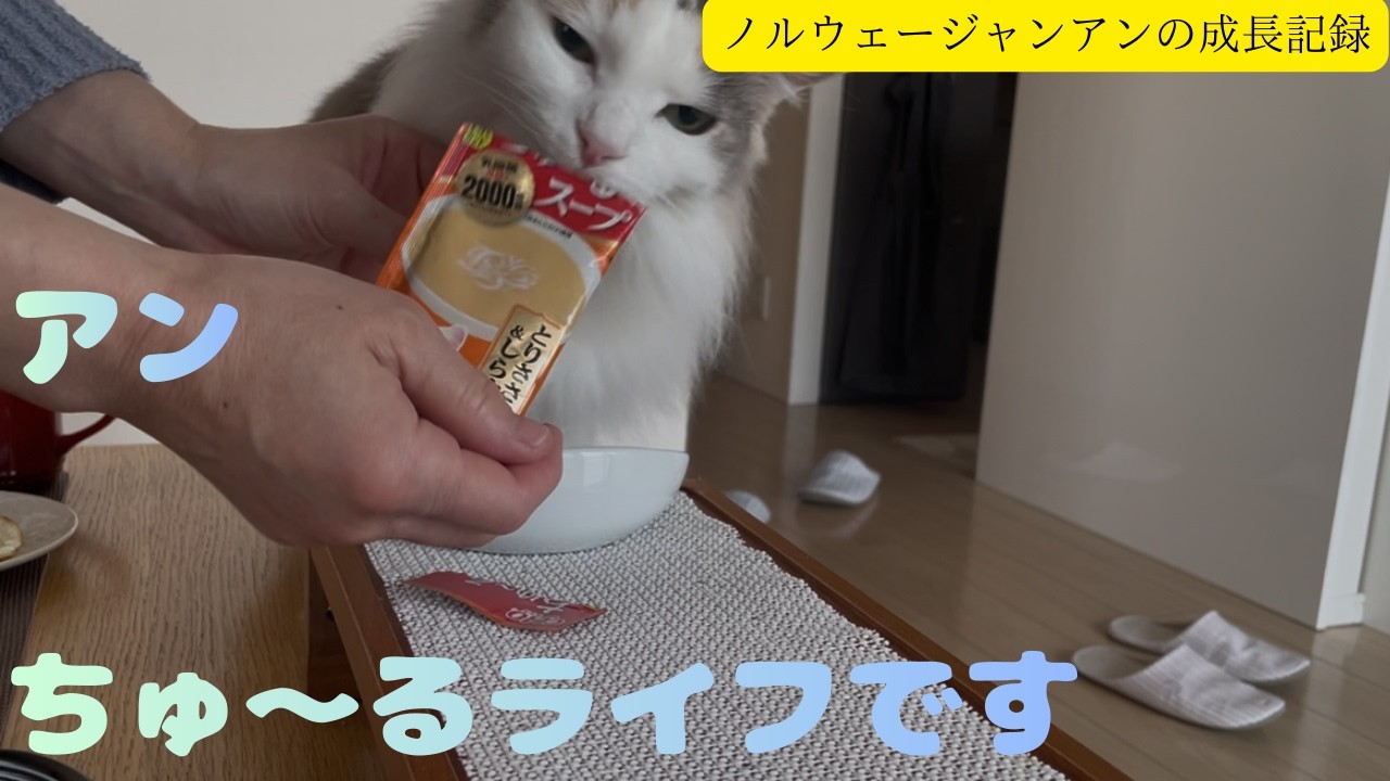 猫のアンは寒い冬でも「ちゅ〜る」ライフで満足だぞ！の巻【ノルウェージャン アンの成長記録】