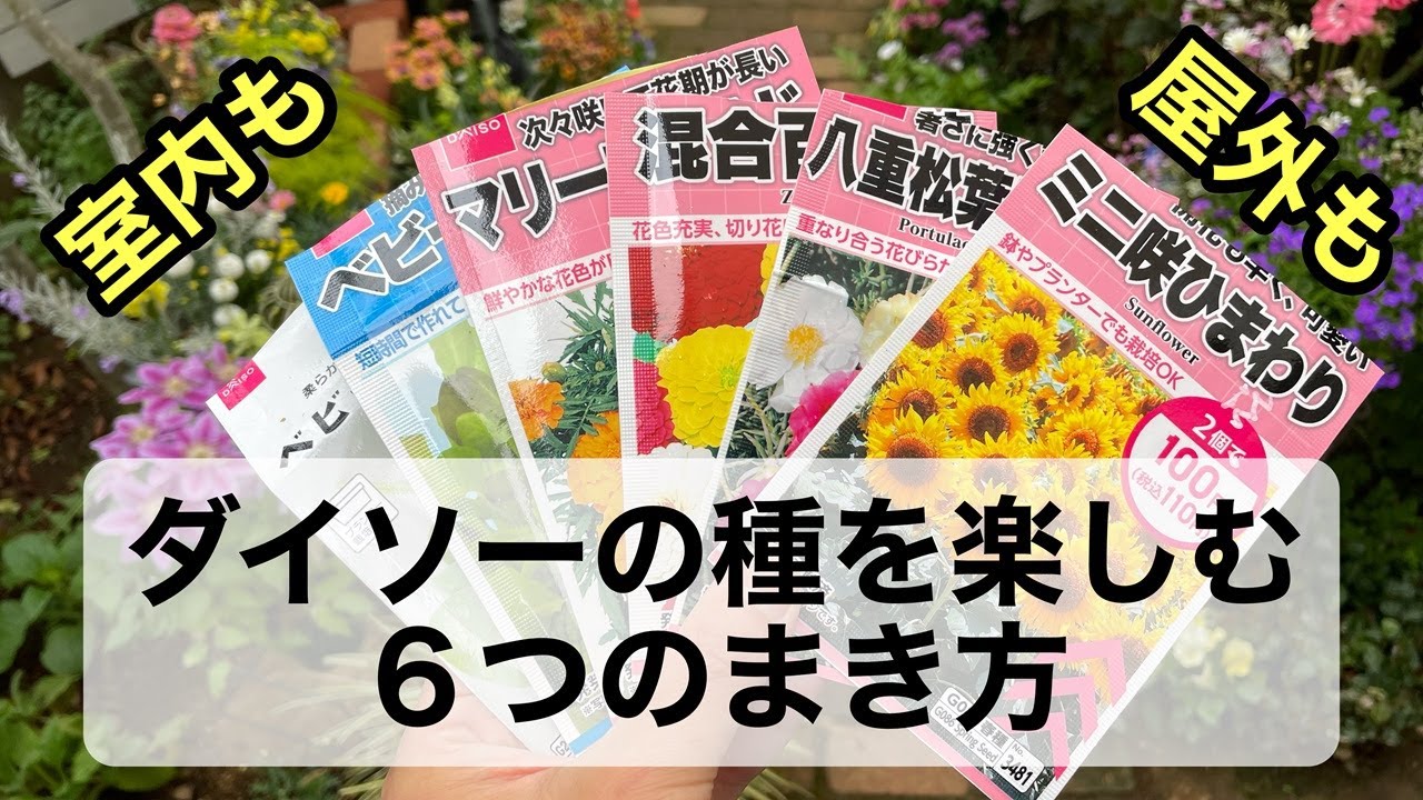 【低コストで楽しい！】ダイソーで購入した種を様々な方法で蒔きます。花や野菜・屋外用に室内用・水耕栽培まで。人生に楽しをの種を蒔きましょう！#gardening #ガーデニング #flowers #園芸