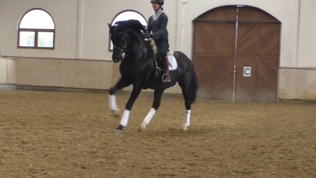 Grand Prix-Nachwuchspferd (*2007) Februar 2016