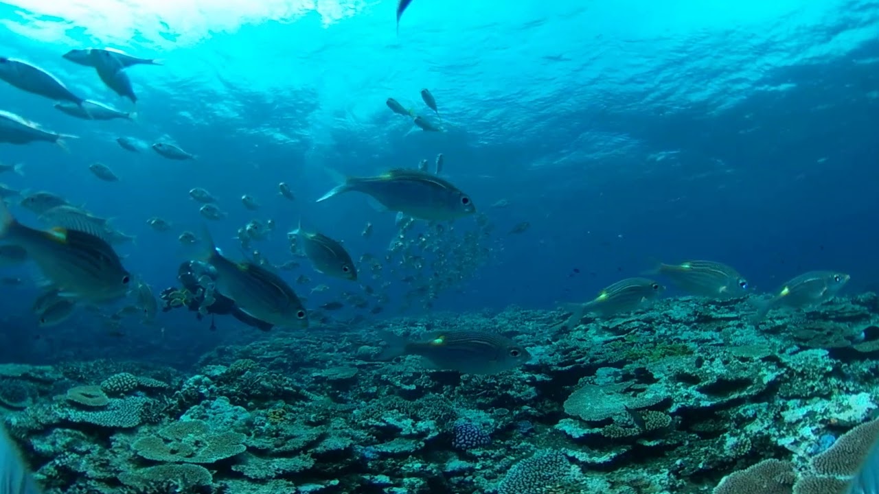 RICOH THETA V Sample video - Fish