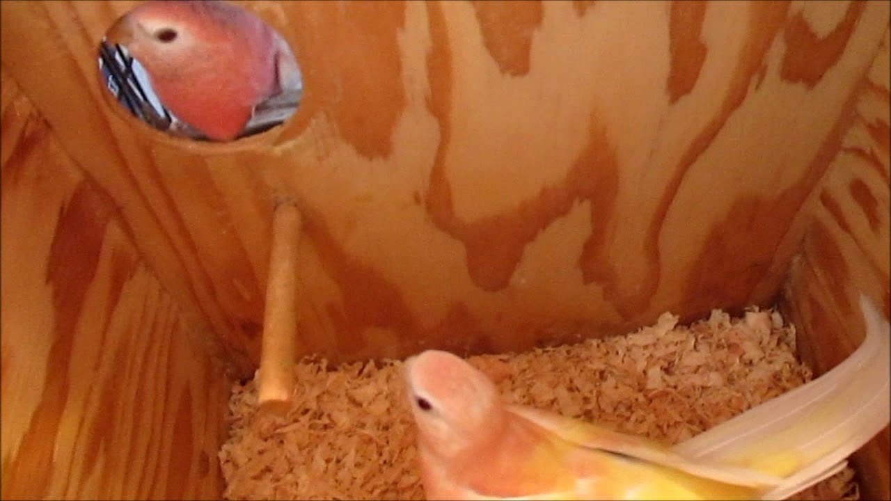 Nest Boxes - Getting Ready for Bourke's Parakeet Clutches