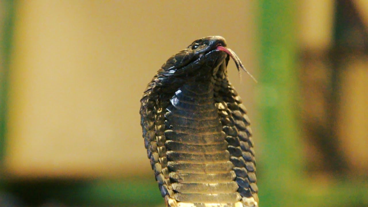 Rinkhals Spits Venom