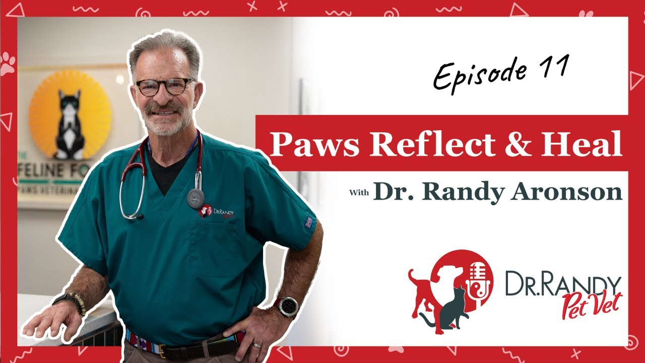 Q&A with Dr. Randy: Pet Fireworks Anxiety, Pet Care Mistakes, Stress in Pets, Rattlesnake Bites