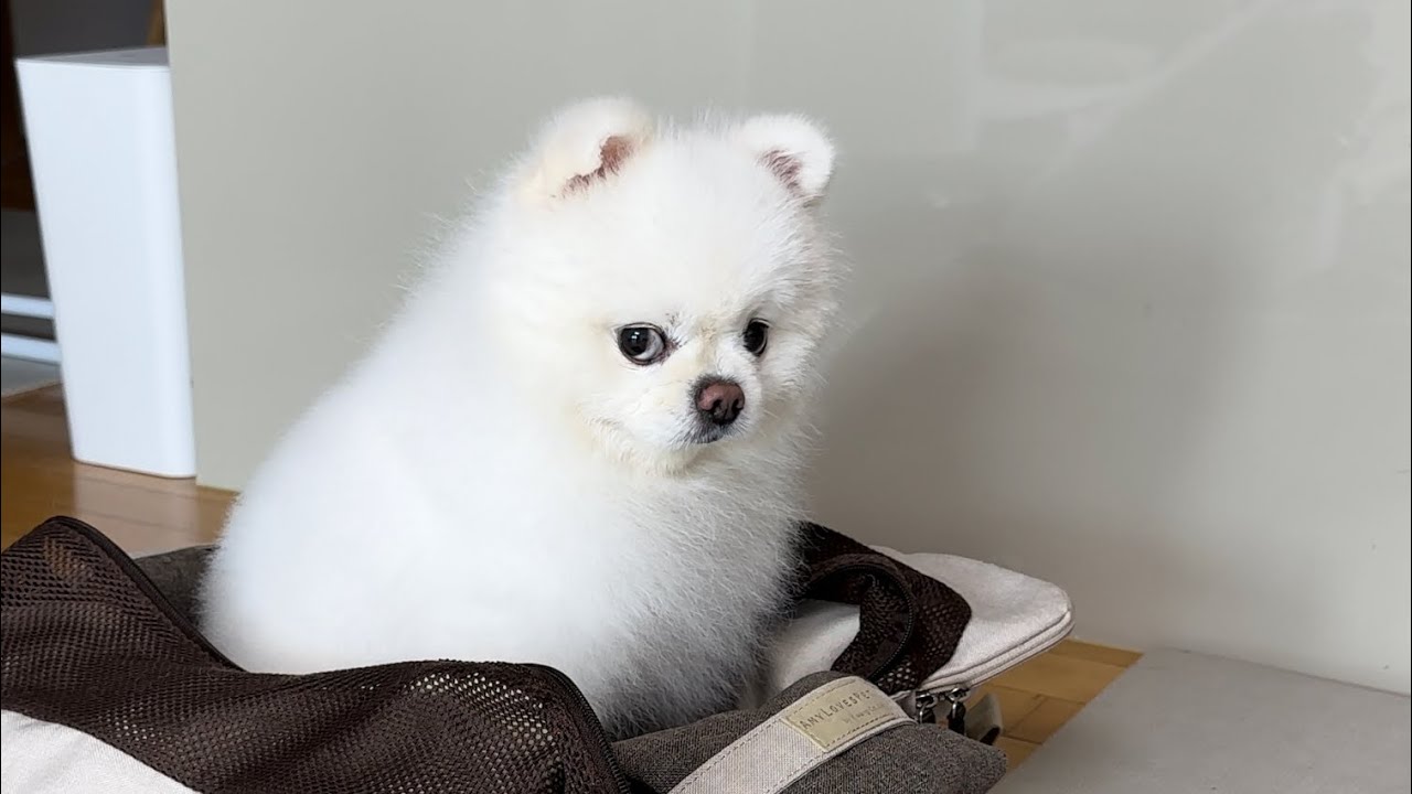 외출하자고 하고 딴짓했더니 자꾸 눈치주는 강아지ㅋㅋㅋ