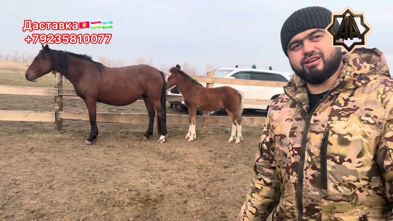 Г Абакан 2025 йил Қулун Тойлар Савдоси хар бир Уйга шундек Тойлар насип қилсин. 24.10.2025 йил