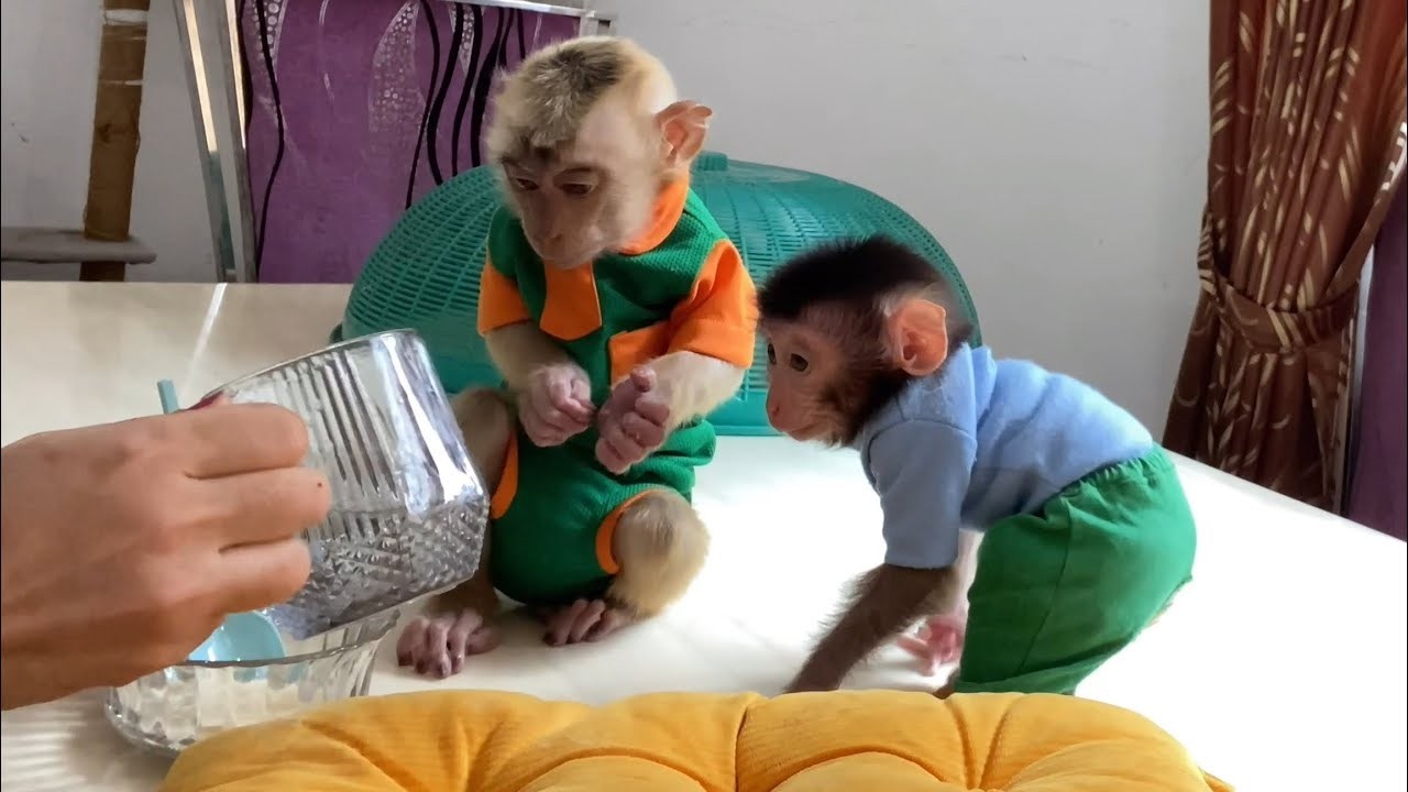 Baby Monkey Dino can't wait for the porridge made by mom