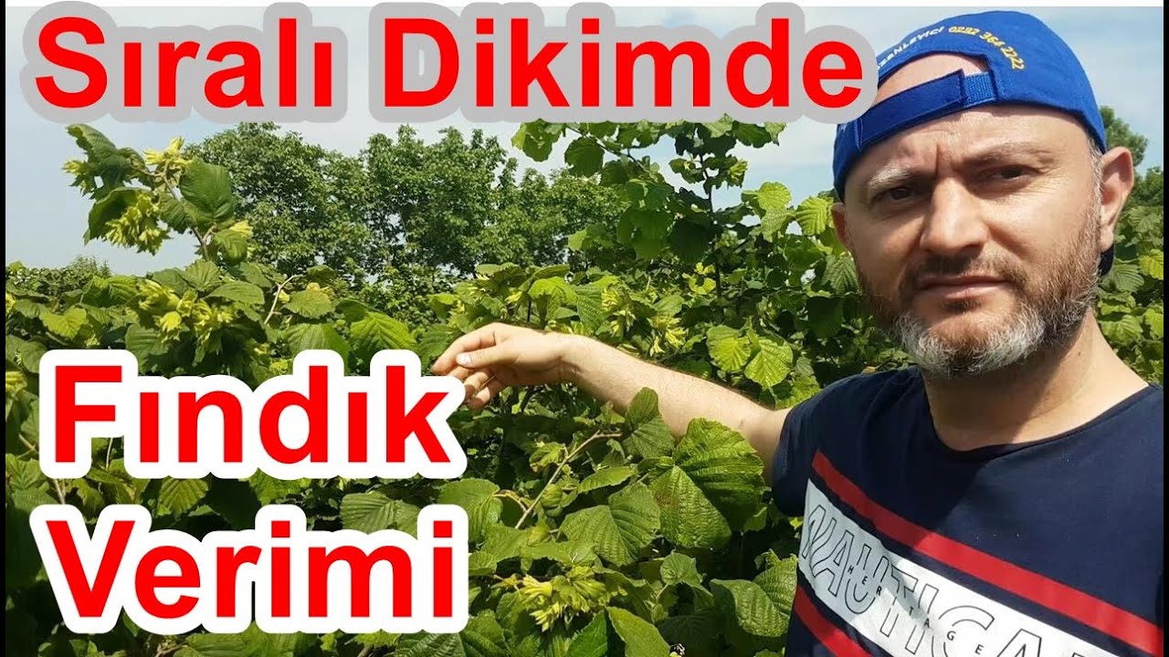 Sıralı Sistem  Dikim Fındık Bahçesi - Fındık Bahçesi Kaç Yaşında Verime Yatar Fındık Dalı Gübreleme