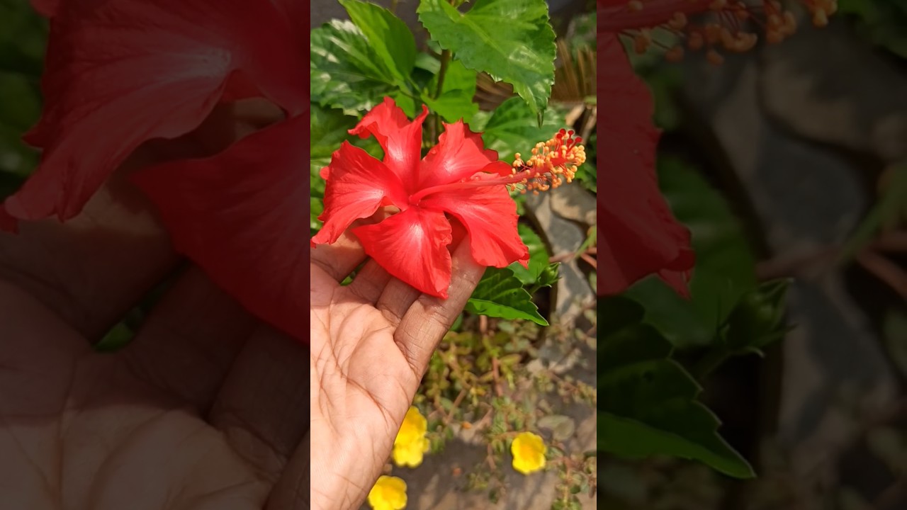 Buds to Flower formation #hibiscus #gardening #flowers #garden #plants