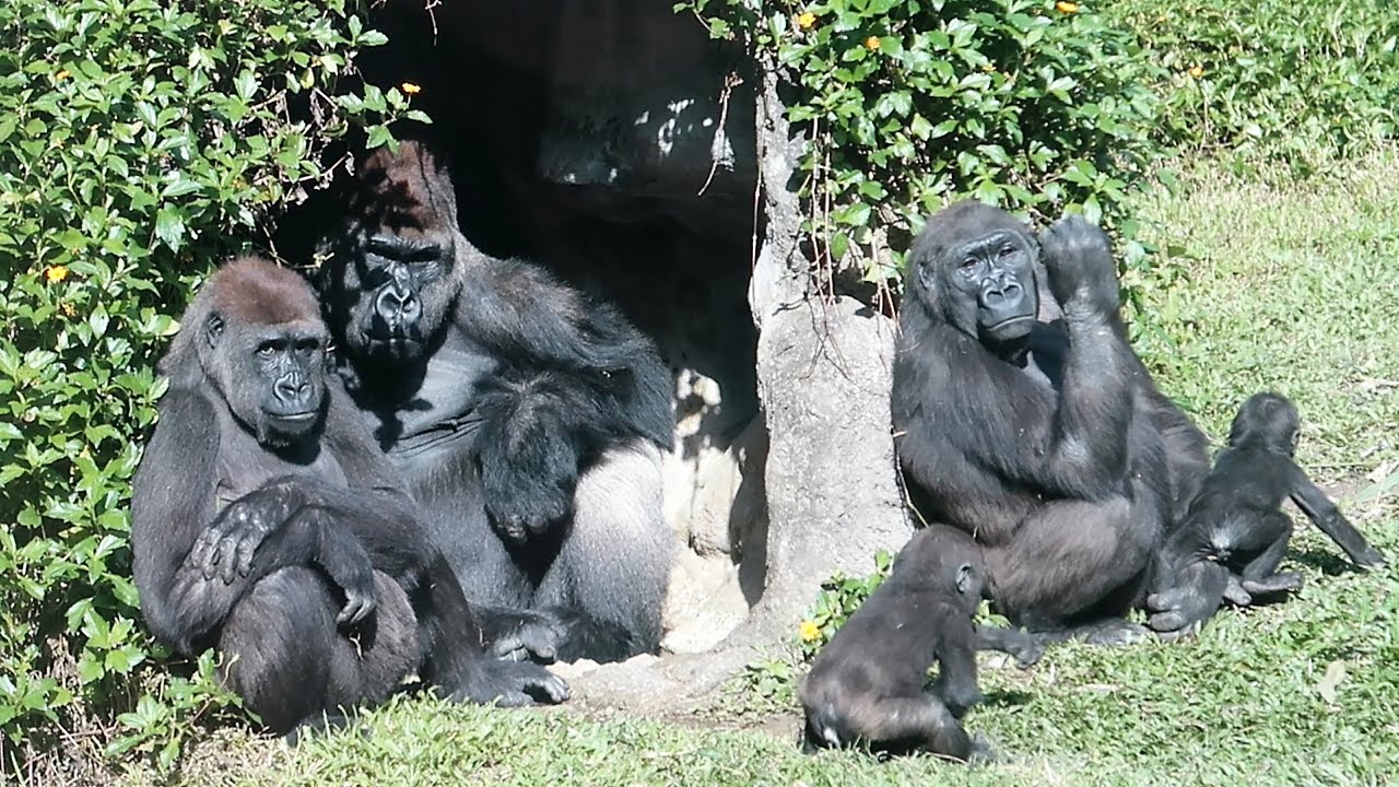 D'jeeco Family Enjoy Winter Sunshine 全家福享冬陽
