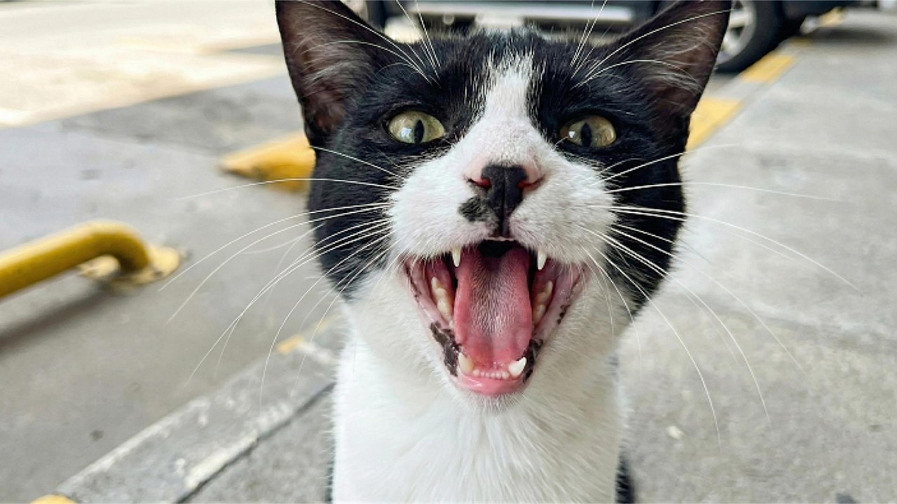 When Cats Start Arguing 😹 Funniest Cat Reactions 2026