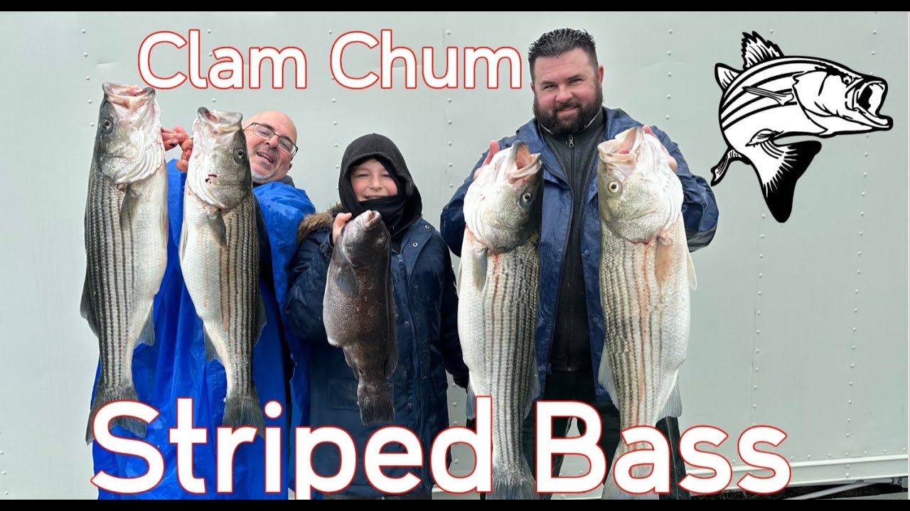 Clam Chum Fishing for Striped Bass in the bay.