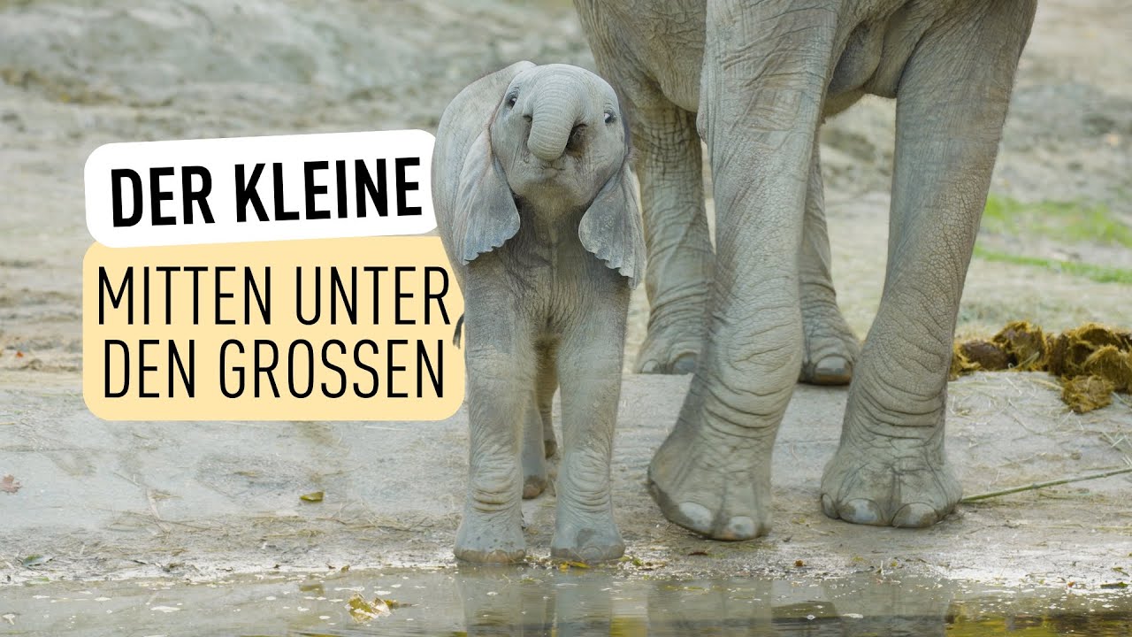 Elefantenkalb erobert Herde und Herzen I Tiergarten Schönbrunn