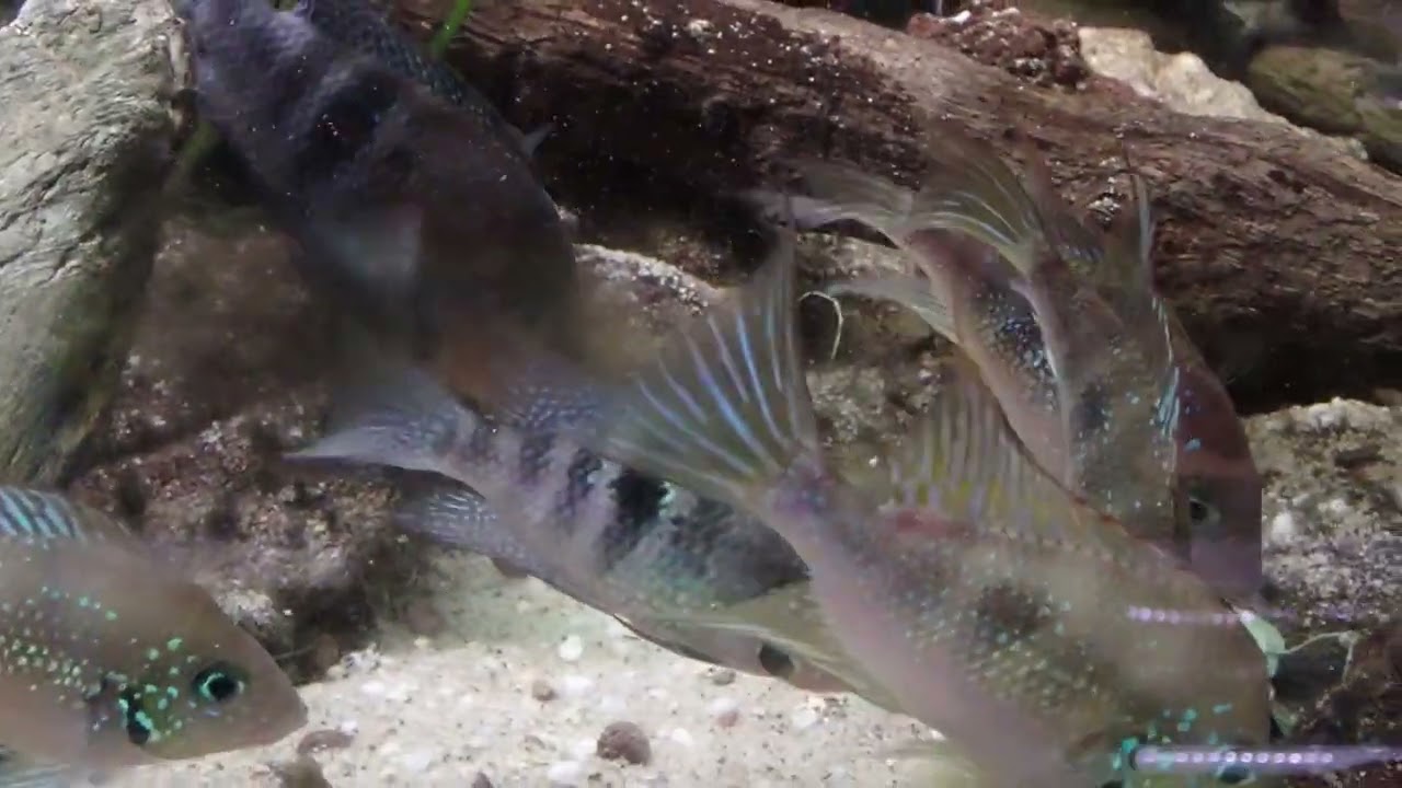 P2212101 - Thorichthys meeki mopan, helleri catazaja, maculipinnis hueyapan de ocampo & aureus blue