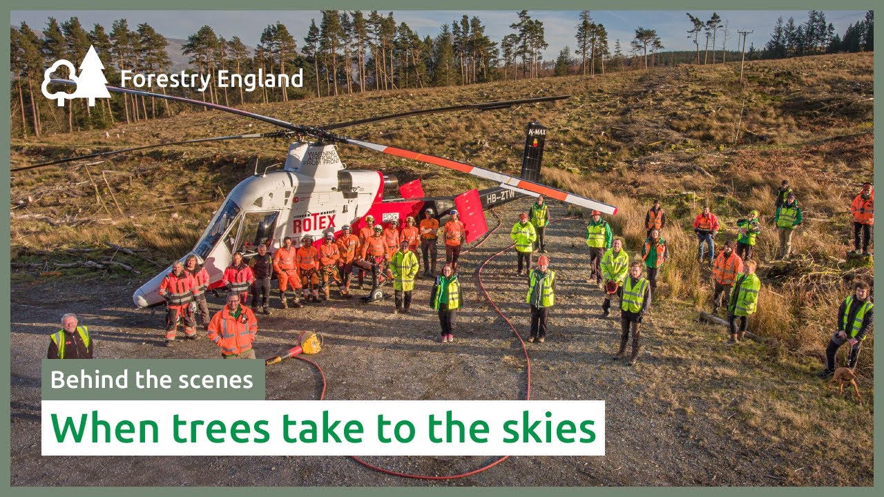 When trees take to the sky | Helicopter felling in Whinlatter Forest