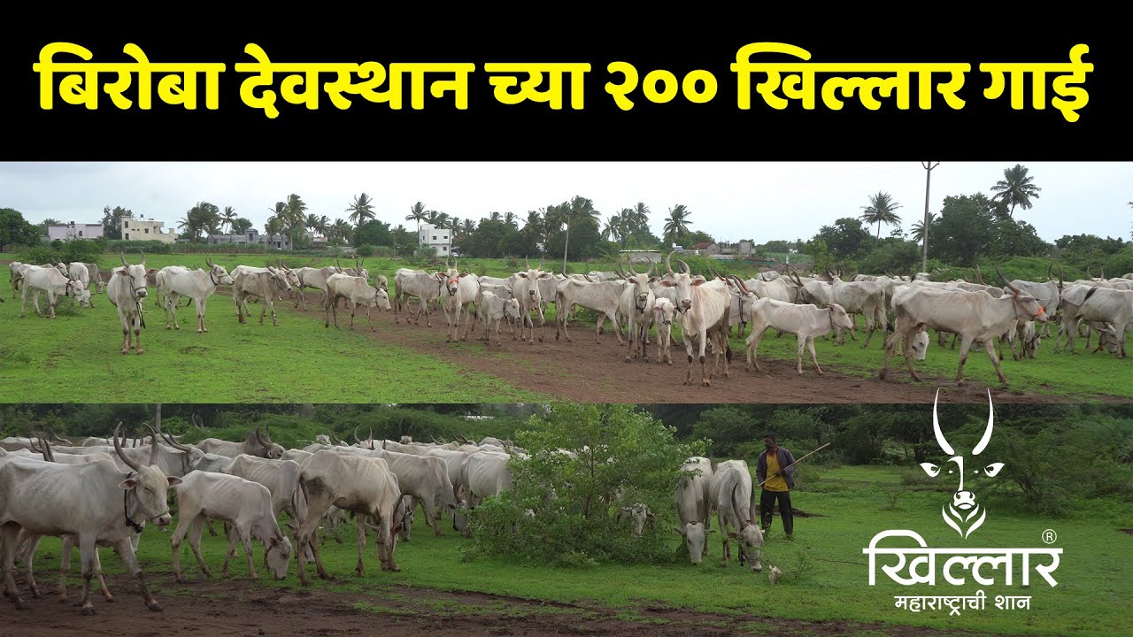 बिरोबा देवस्थान यांच्या गोशाळेतील २०० गाई | Khillar Maharashtrachi Shaan 2024