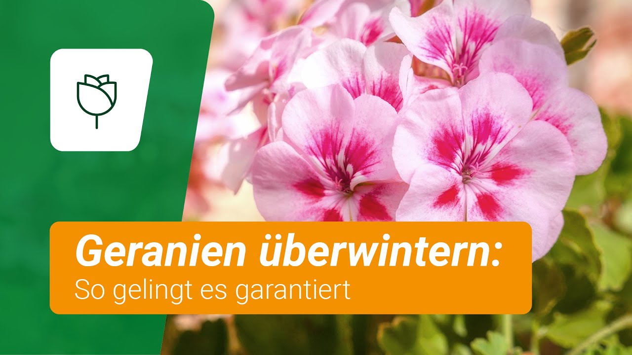 Geranien &uuml;berwintern: Das m&uuml;sst ihr beachten