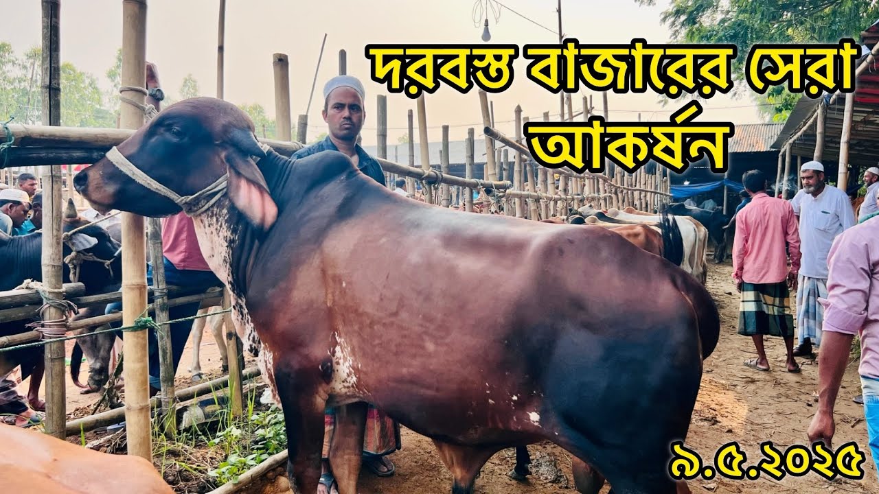 দরবস্ত গরুর বাজারের সেরা আকর্ষন।সুন্দর সুন্দর গরুর দামদর।দেশাল ষাড় ও বলদ গরুর দাম জানুন।সিলেট।৯.৫.২৫