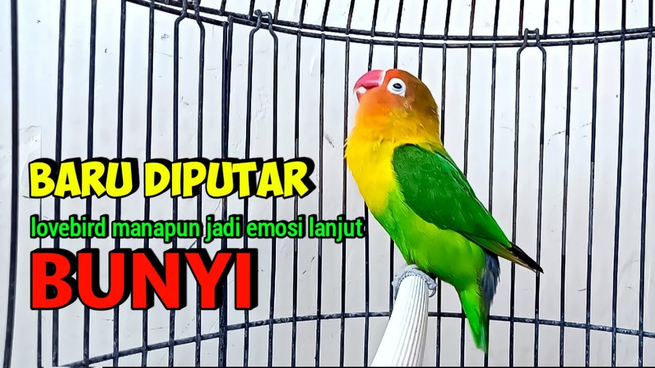 Suara Lovebird Ngekek Panjang Ini AMPUH Buat Pancing Emosi Labet, Gak Lama dengar langsung BUNYI