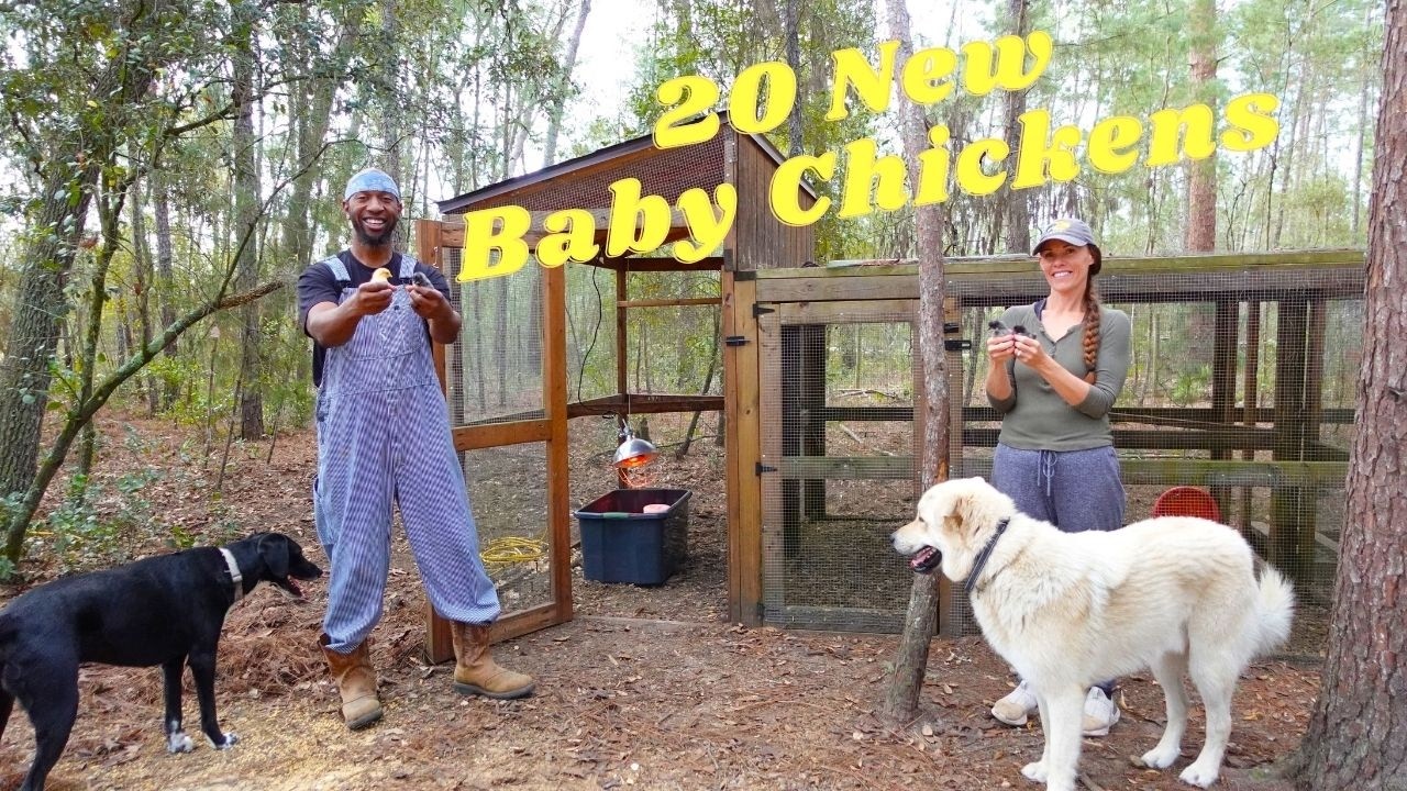 20 New Baby Chickens Added to the Flock | Routing 450 Feet of Electrical Cord To The Coop | E.p. 41