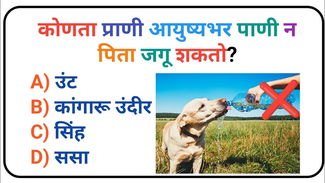 ✅फक्त 5 सेकंदात उत्तर द्या! ⏳ GK Quiz ll #ViralQuiz #TrendingGK #TopGK #GKChannel #GKVideo #GKShort 