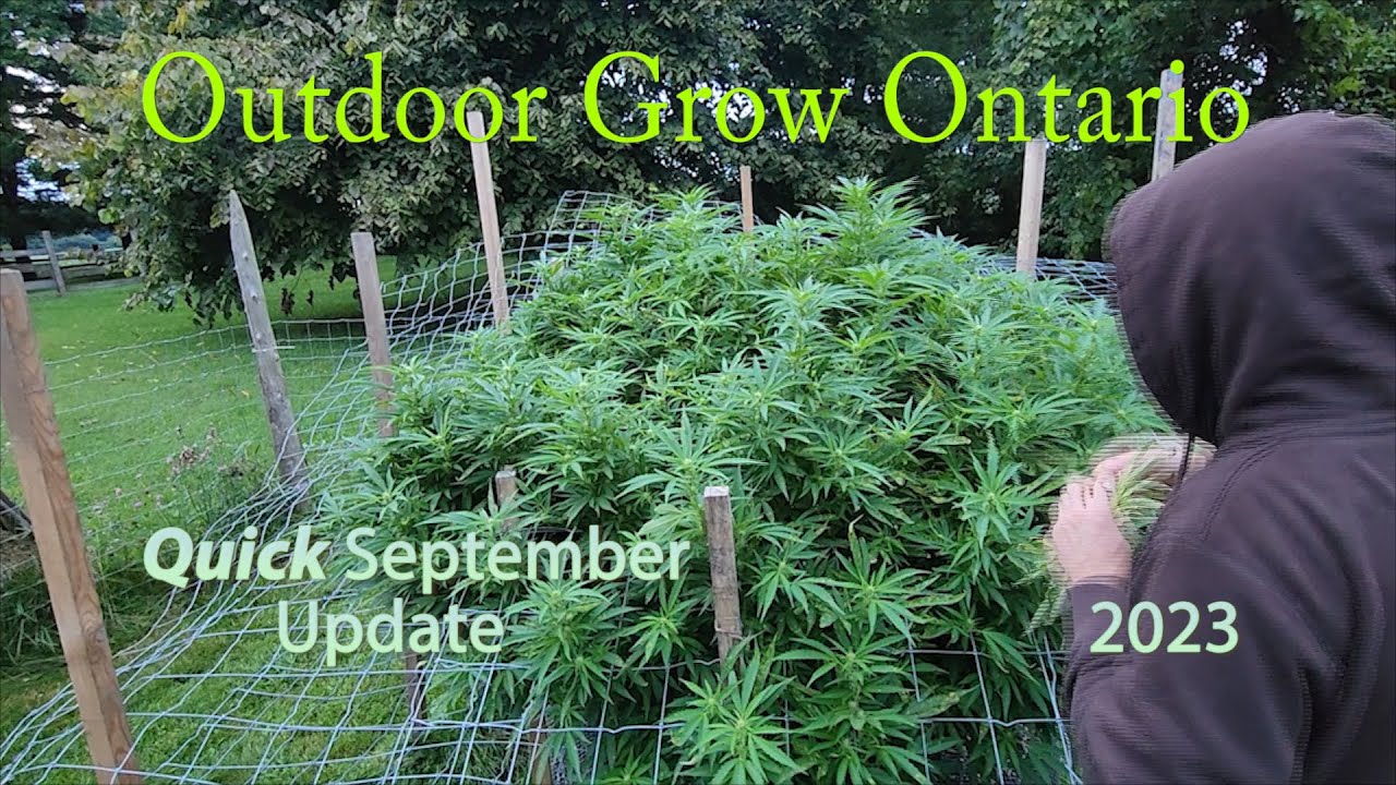 @ODGROW Sept Update 2023 OUTDOOR CANNABIS GROW ONTARIO CANADA