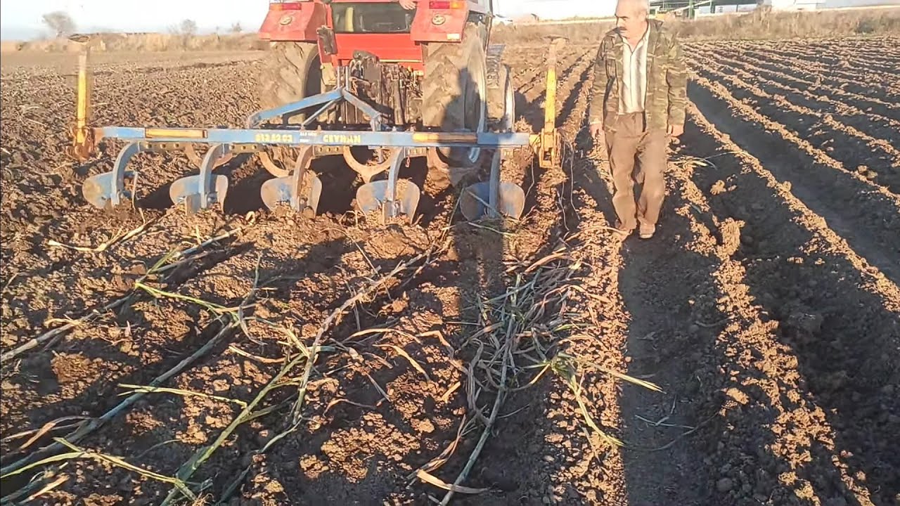 Maralfalfa Ceygrass Bitkisi Nasıl Dikilir? #maralfalfa #kabayem #hayvancılık