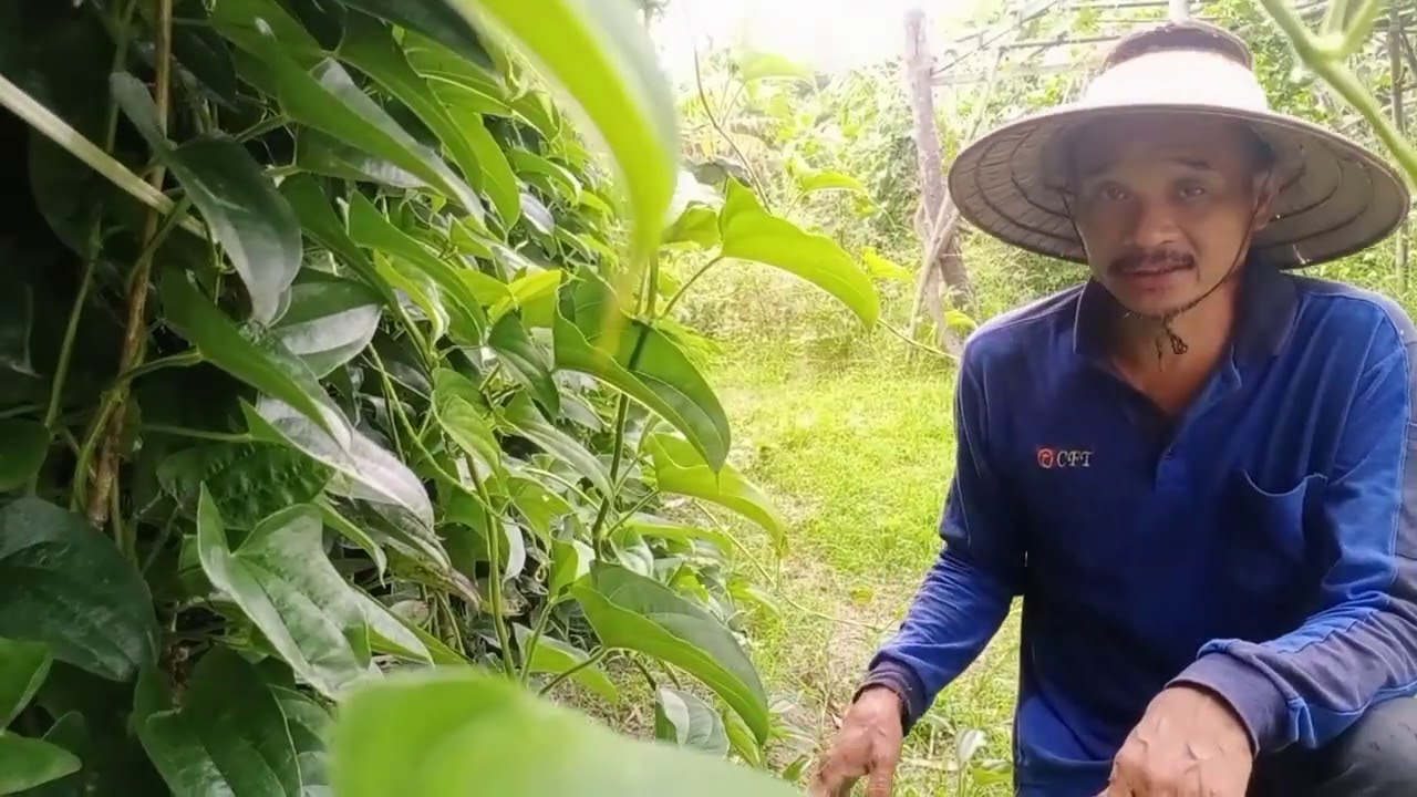 山藥生長