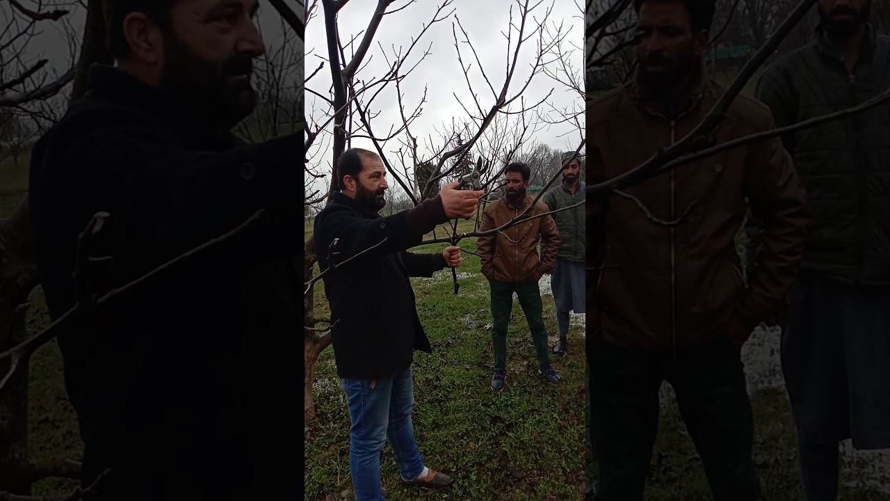 Walnut pruning