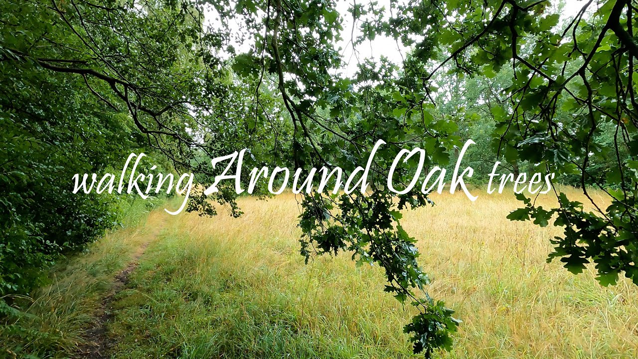 Walking Around Oak Trees in the Rain, Lübeck, North Germany, ASMR Ambience