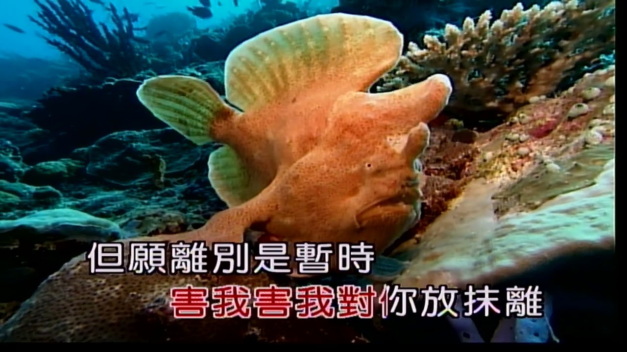 小雨~林玉英~男Cm調~伴奏~導唱~金嗓(丙)