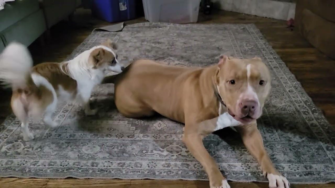 These two will do this for hours 