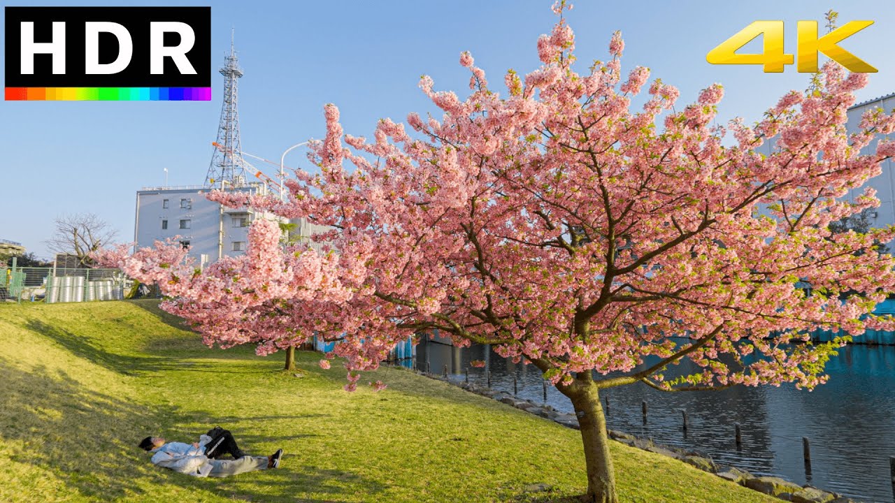 Tokyo Sakura 2023 - Relaxing Riverside Cherry Blossom Walk // 4K HDR