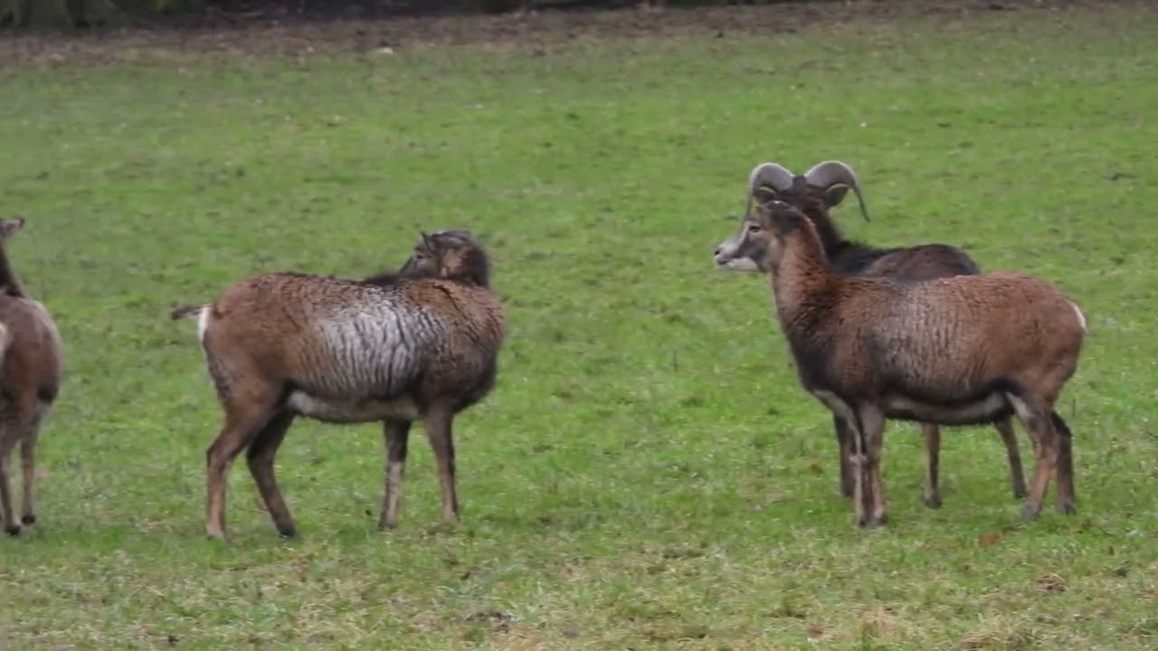 Wild schafe - Wild sheep