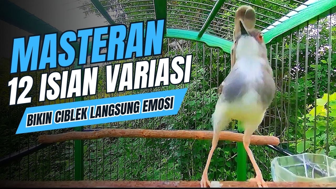 Pancingan CIBLEK KRISTAL Gacor Ngebren 10 Variasi isian Mewah Untuk MASTERAN BURUNG Ciblek LOMBA