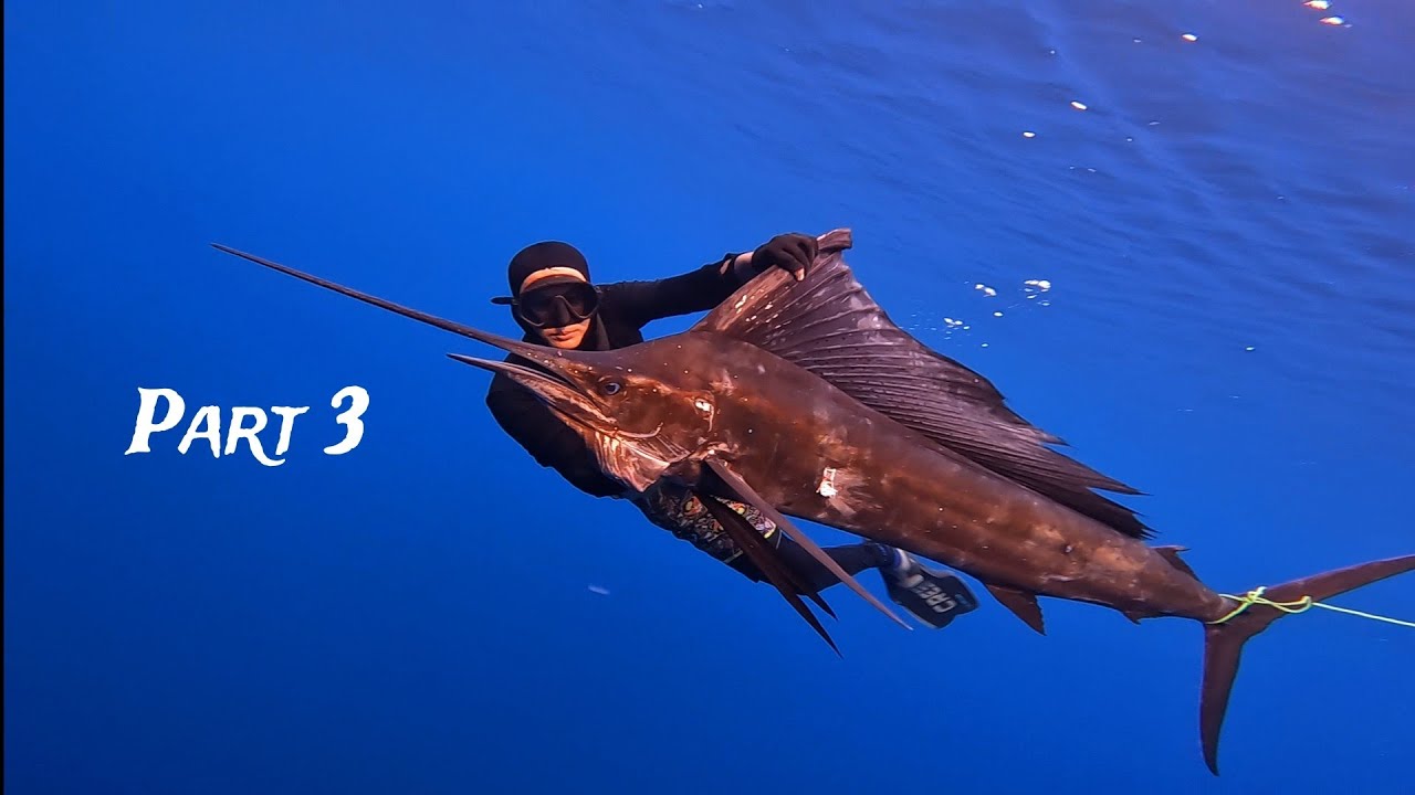 SPEARFISHING MARLIN SAILFISH /IKAN LAYARAN PART 3