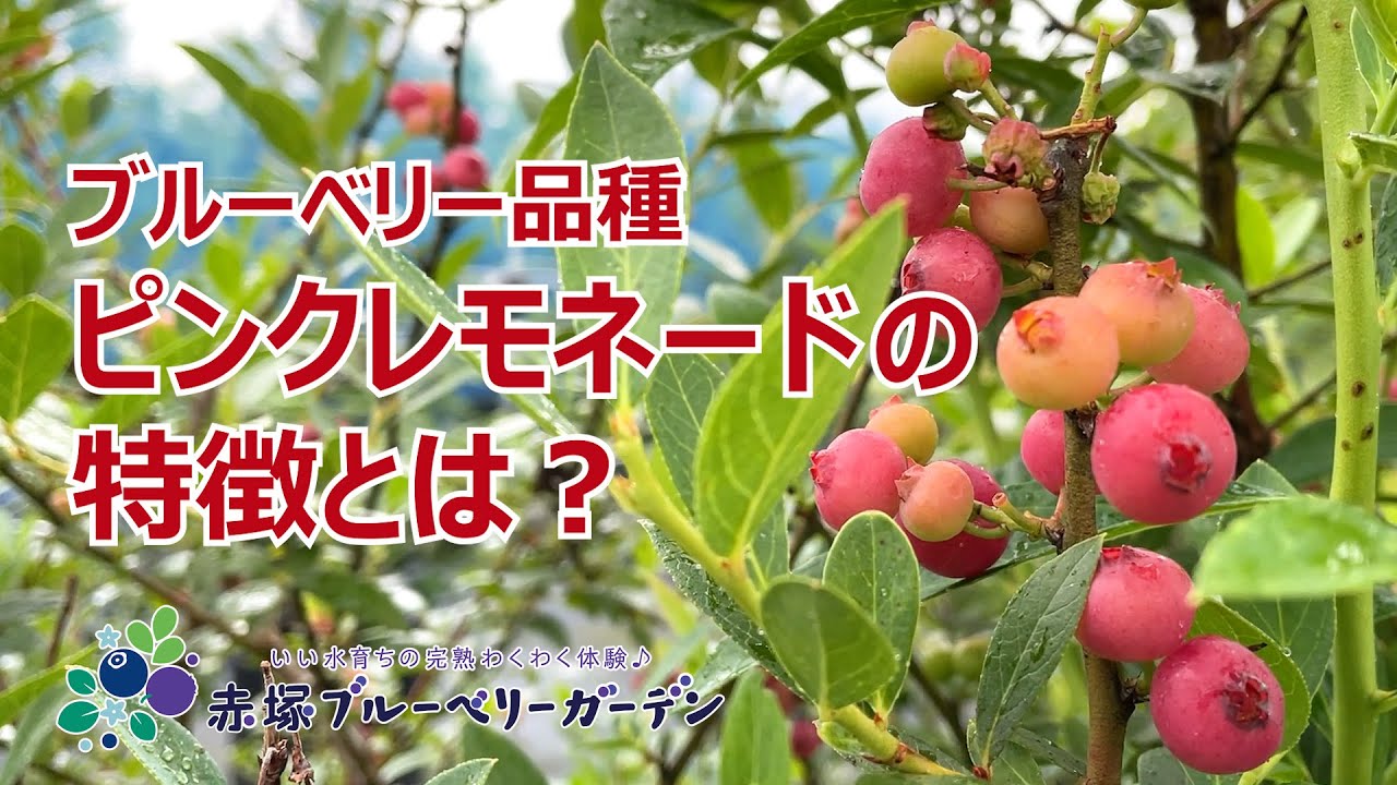 vol.93 ブルーベリーガーデンのご案内 ピンクレモネードのご紹介