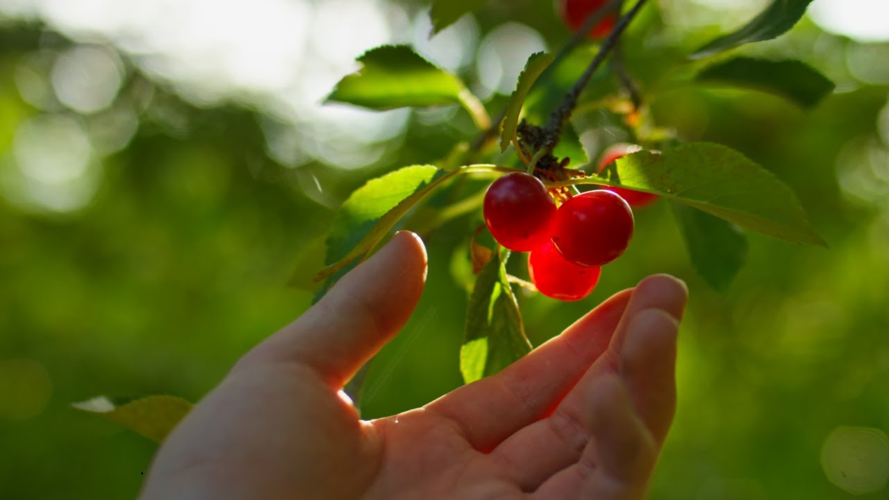 2025 Food Security Grant Announcement