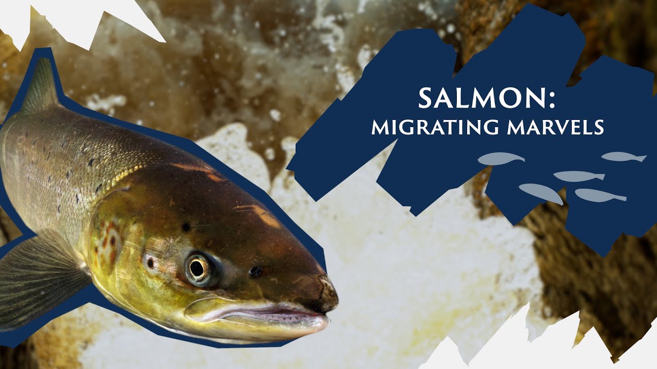 Why our Salmon aka ‘King of Fish’ are migrating marvels | Save Our Wild Isles