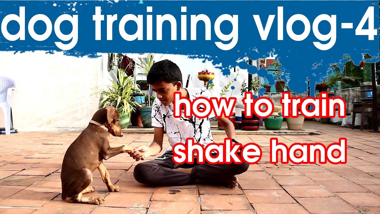 how to train your dog to shake hand | Tamil | KDS  pets history |