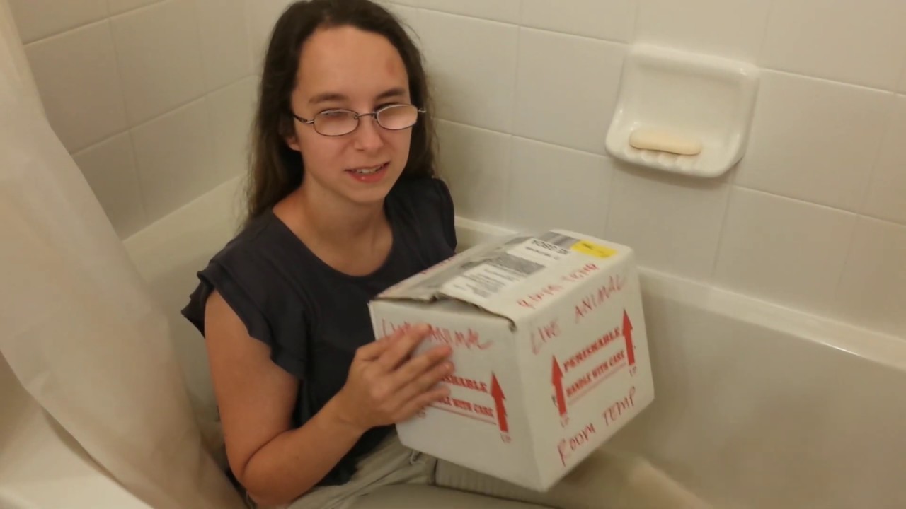 UNBOXING NEW ANIMAL! Argentine Black and White Tegu!