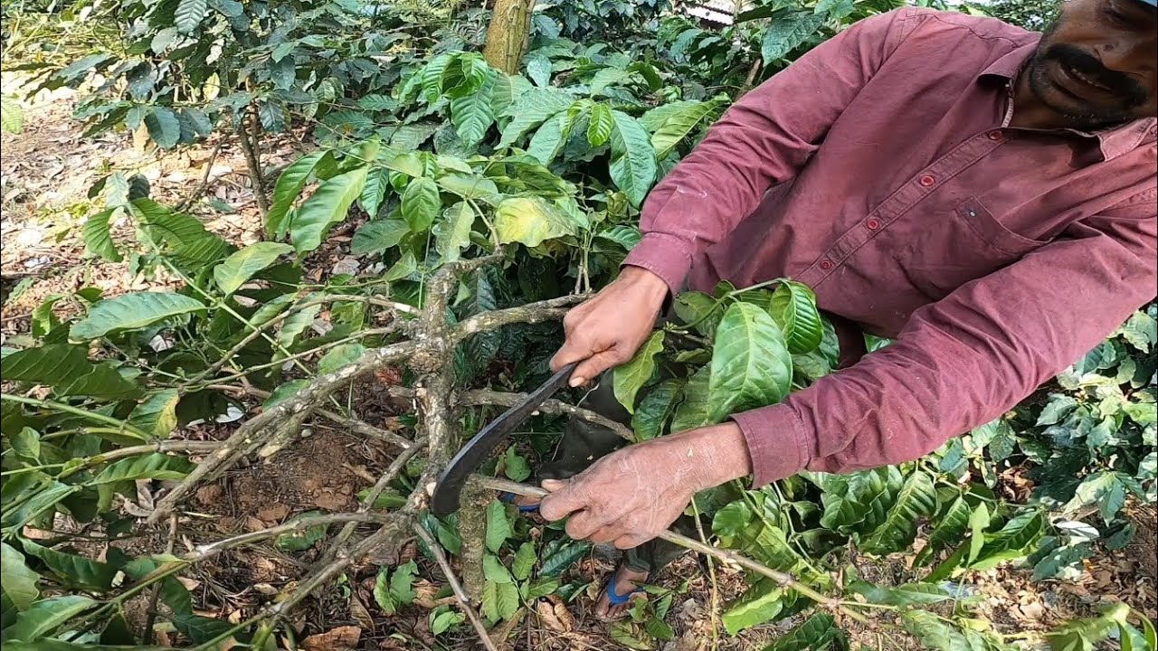 COFFEE PRUNING OF ARABICA AND ROBUSTA IN DETAIL@karthikpg9143 #agriculturevlog #ಕನ್ನಡವ್ಲಾಗ್