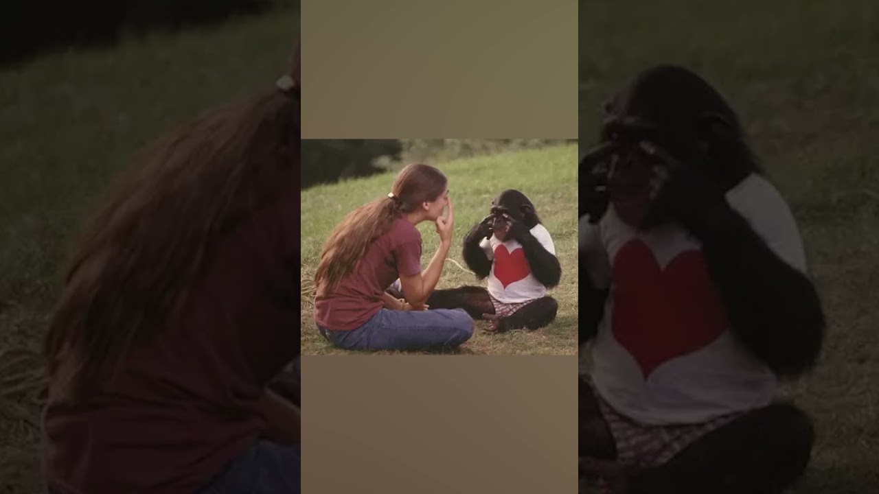 Chimpanzee Teaches Offspring to Sign language