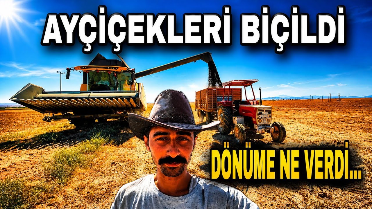 2025 AYÇİÇEK  BİÇİM ZAMANI. DÖNÜME NE VERİYOR...