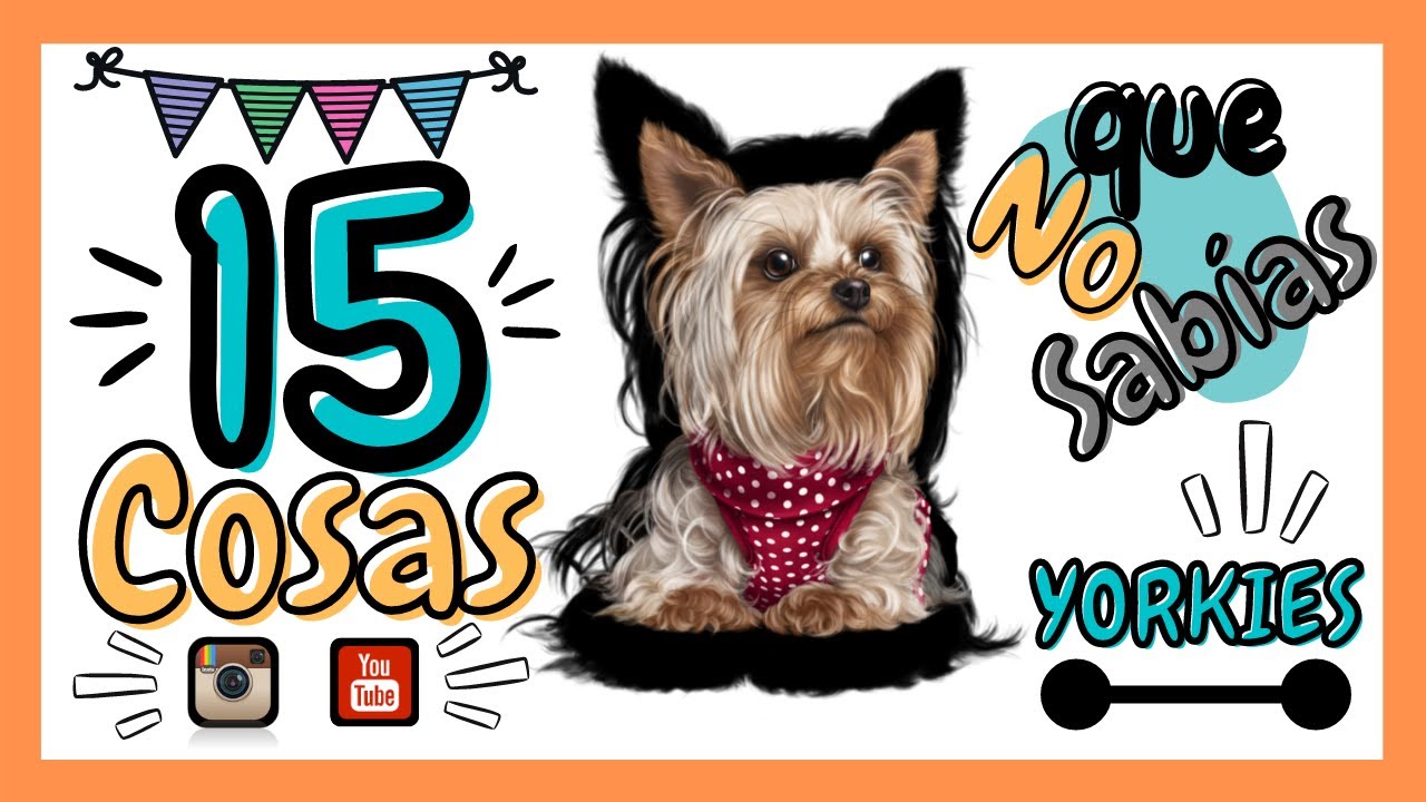 COSAS sobre un YORKSHIRE TERRIER - CURIOSIDADES DEL YORKIE