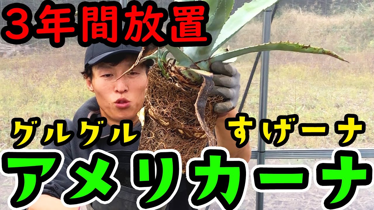 【緊急オペ企画＃１】アガベ「アメリカーナ(青の竜舌蘭)」を鉢替え！根回りしすぎて底から根っこが飛び出てる。アオノリュウゼツラン agave americana