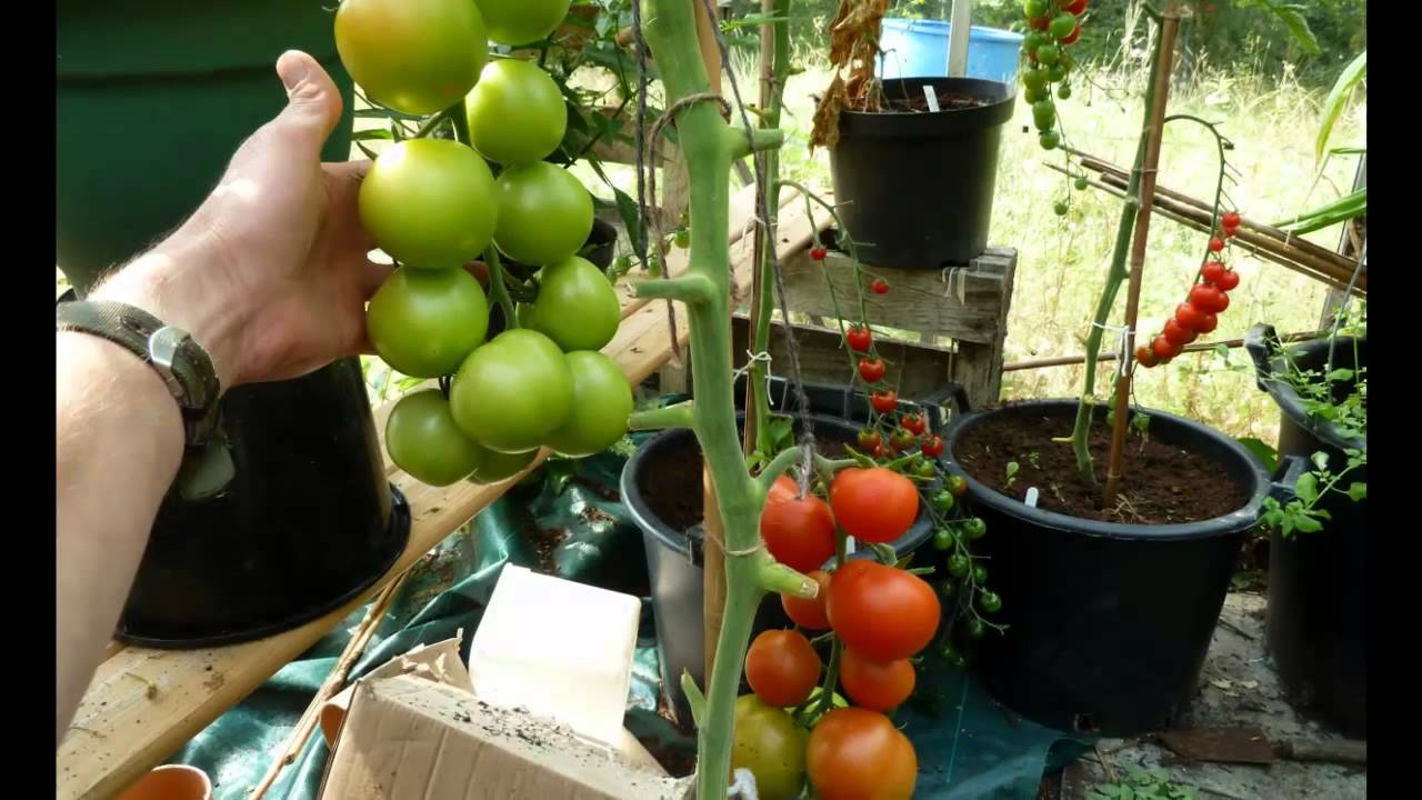 Allotment Diary : My Veg growing & Gardening Year 2014 in Photos