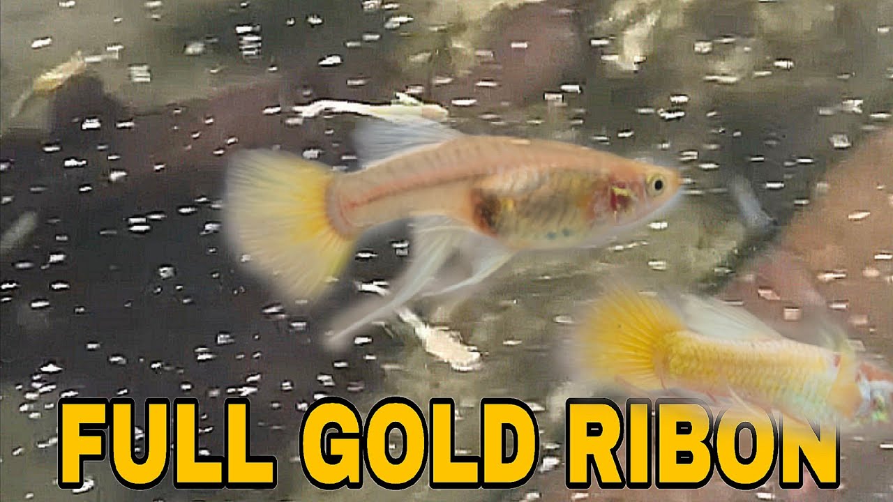 Ikan Guppy full gold koleman !!