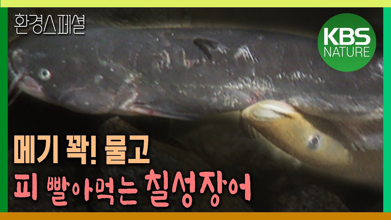 메기 꽉! 물고 피 빨아먹는 칠성장어 [환경스페셜-물고기, 사람에게 길을 묻다] / KBS 20070214 방송